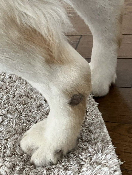 ラブラドールの後ろ足