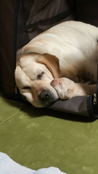 ラブラドールの親子