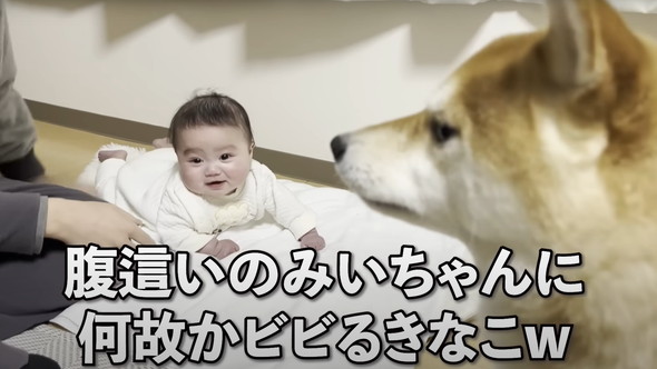 赤ちゃんと柴犬