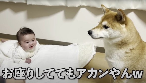 赤ちゃんと柴犬