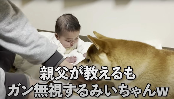赤ちゃんと柴犬