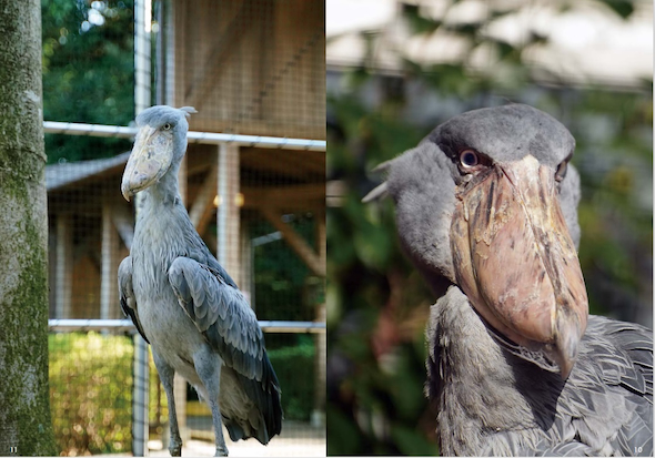 りりしいフドウ