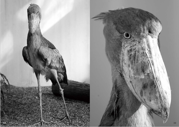 白黒写真のフドウ