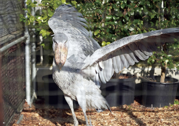 日光浴好きのフドウ