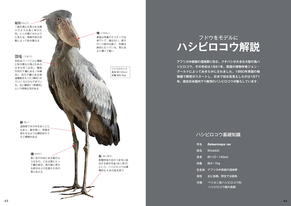 フドウ全身解説