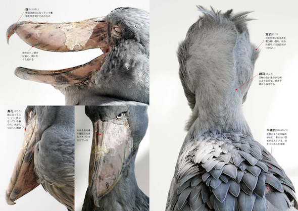 フドウ頭部解説