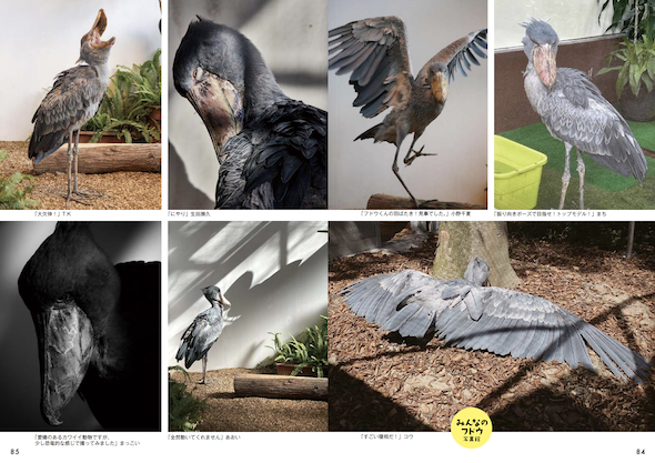 羽全開のフドウ