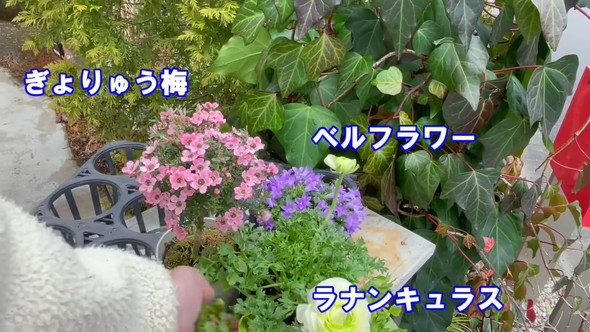 100円ショップのアイテムで待機苗を装飾するアイデアを解説