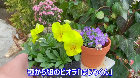 100円ショップのアイテムで待機苗を装飾するアイデアを解説