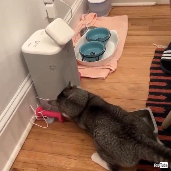 自動給餌器を勢いよくひっかく猫