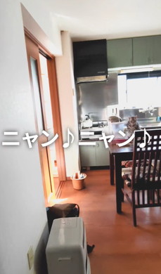 サザエさんを歌う猫