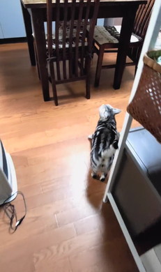 サザエさんを歌う猫