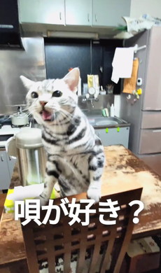 サザエさんを歌う猫