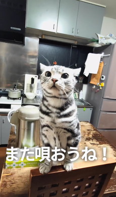 サザエさんを歌う猫