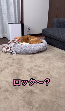 散歩よりドッグラン好きな柴犬