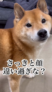 散歩よりドッグラン好きな柴犬