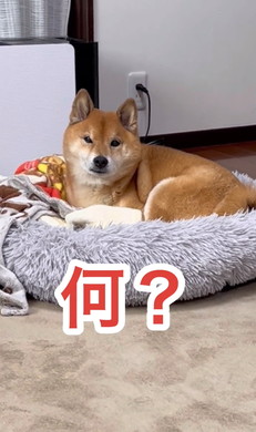 散歩よりドッグラン好きな柴犬