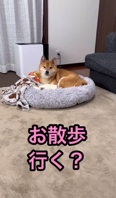 散歩よりドッグラン好きな柴犬