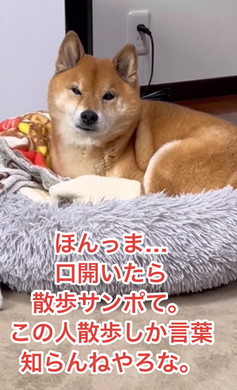 散歩よりドッグラン好きな柴犬