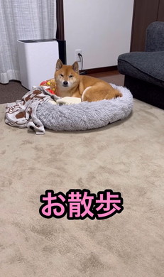 散歩よりドッグラン好きな柴犬