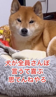散歩よりドッグラン好きな柴犬