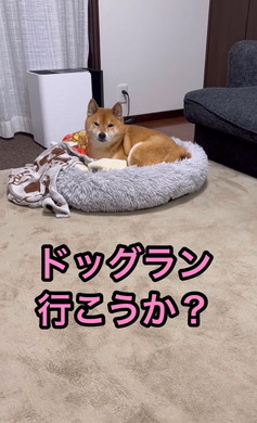 散歩よりドッグラン好きな柴犬