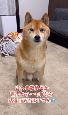 散歩よりドッグラン好きな柴犬
