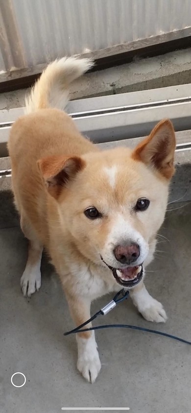 17歳愛犬との親密ショット