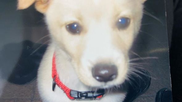 17歳愛犬との親密ショット