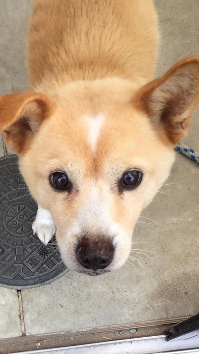 17歳愛犬との親密ショット