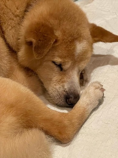 17歳愛犬との親密ショット