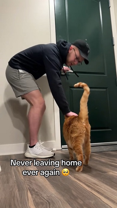 飼い主が帰ってくるのを待つ猫