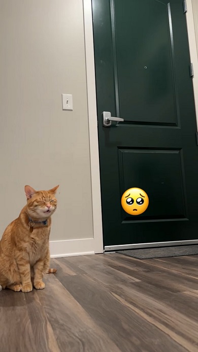 飼い主が帰ってくるのを待つ猫