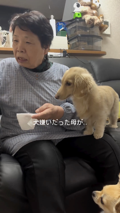 犬が苦手な母が犬の世話