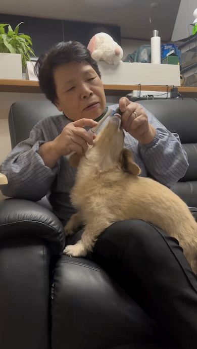 犬が苦手な母が犬の世話