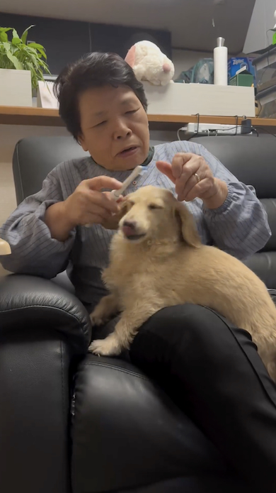 犬が苦手な母が犬の世話