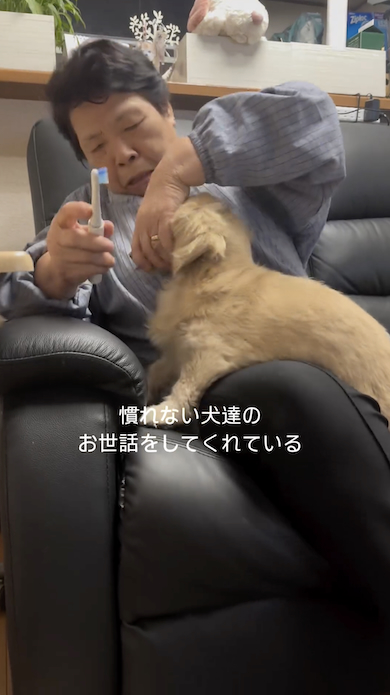 犬が苦手な母が犬の世話