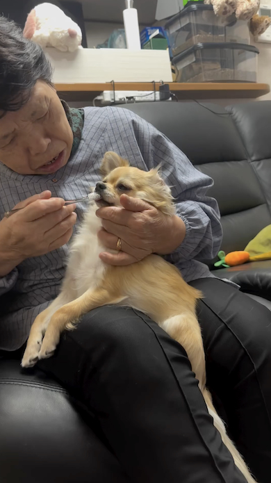 犬が苦手な母が犬の世話