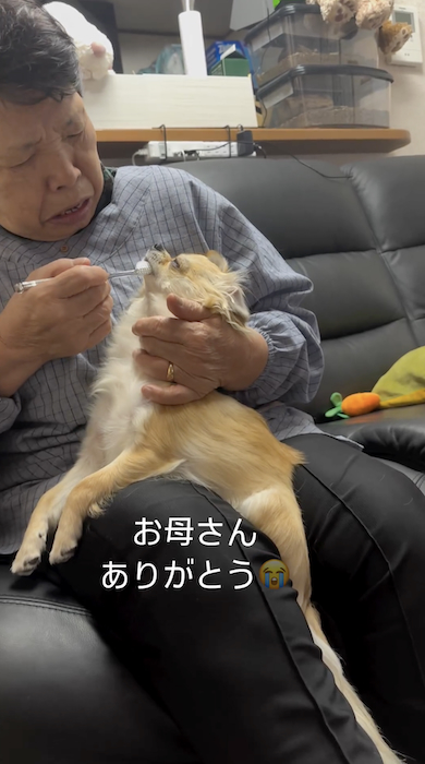 犬が苦手な母が犬の世話