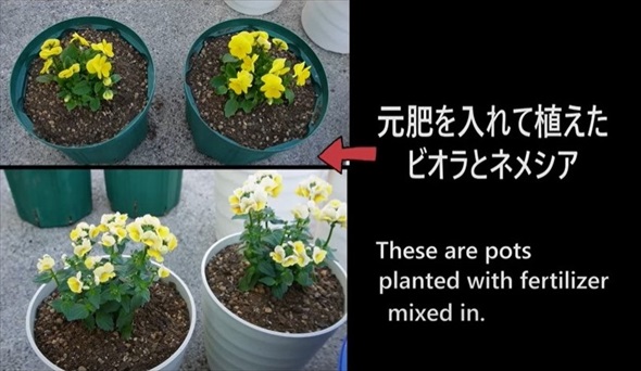 春のビオラをモリモリ咲かせるお手入れ術