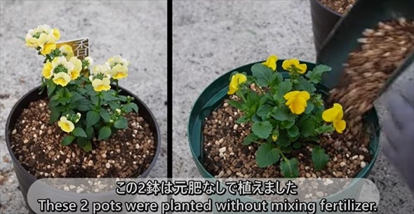 春のビオラをモリモリ咲かせるお手入れ術