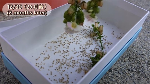 春のビオラをモリモリ咲かせるお手入れ術