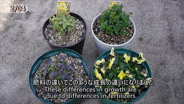 春のビオラをモリモリ咲かせるお手入れ術