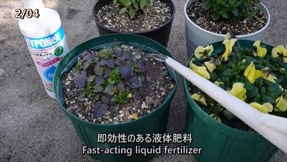 春のビオラをモリモリ咲かせるお手入れ術