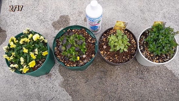 春のビオラをモリモリ咲かせるお手入れ術