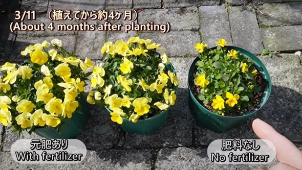 春のビオラをモリモリ咲かせるお手入れ術