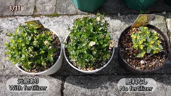 春のビオラをモリモリ咲かせるお手入れ術