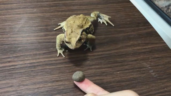 前足をバタバタとステップするように動かすヒキガエル