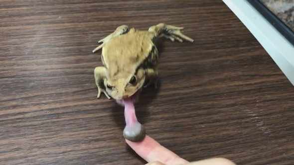 前足をバタバタとステップするように動かすヒキガエル