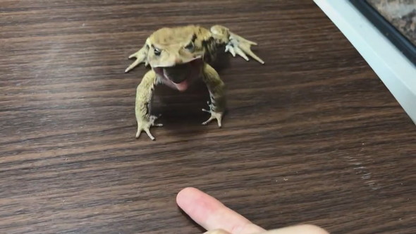 前足をバタバタとステップするように動かすヒキガエル